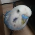 Dronel